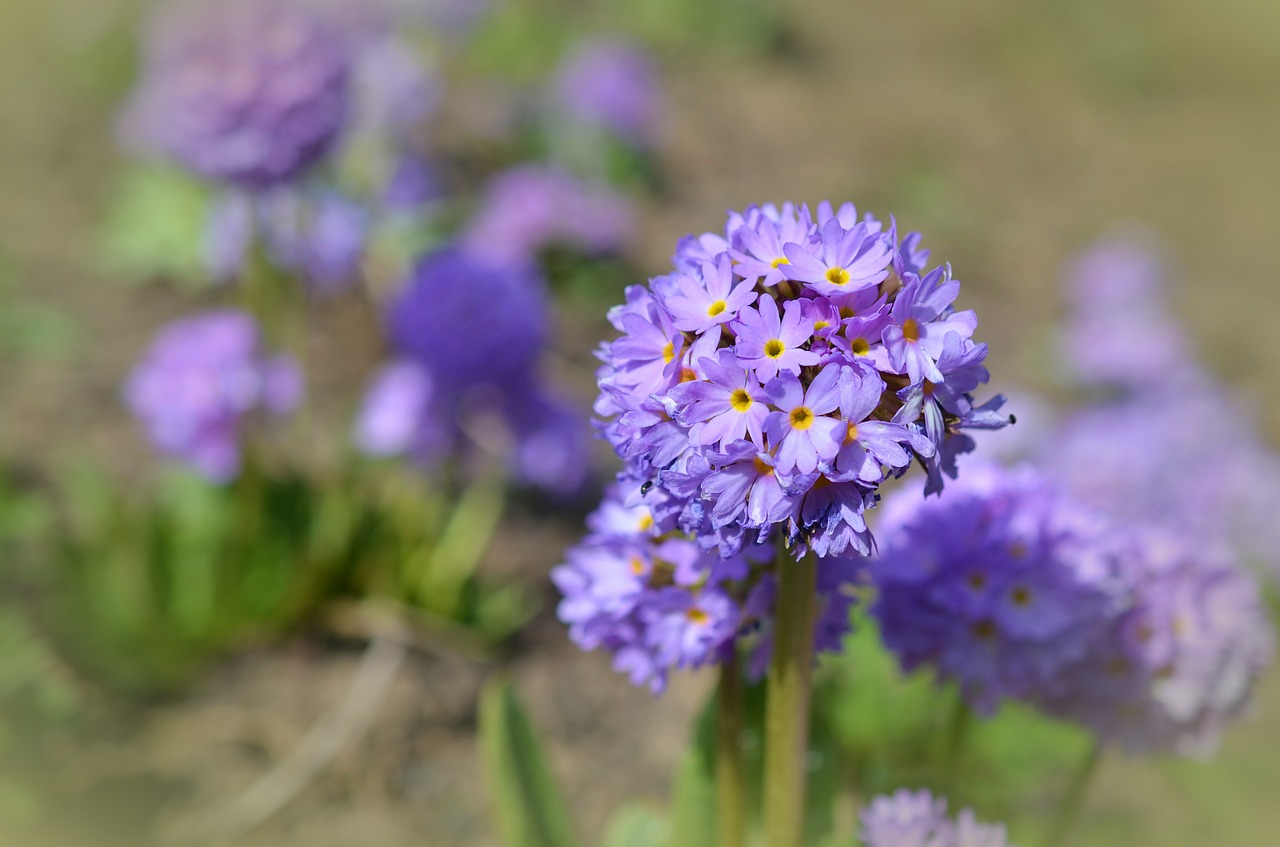 Image - drumstick spring blossom bloom