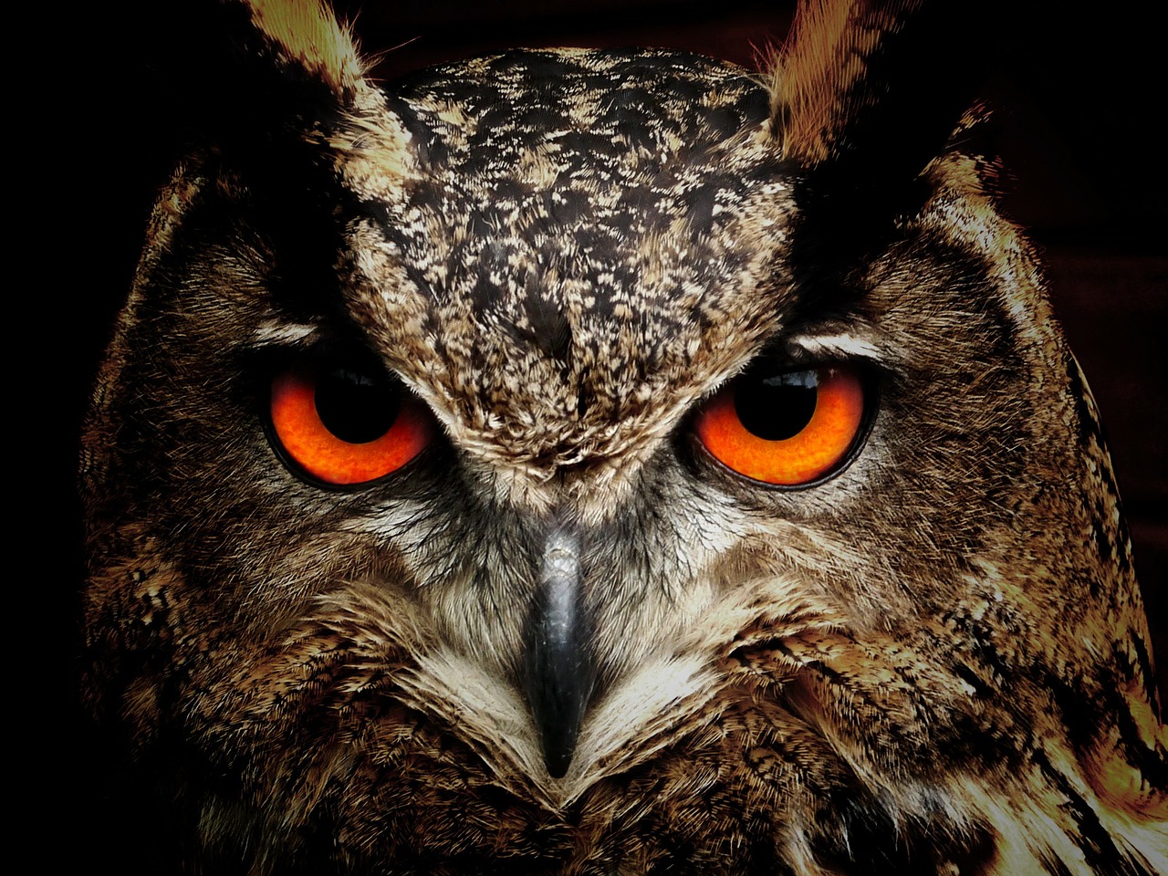 Image - owl bird eyes eagle owl birds
