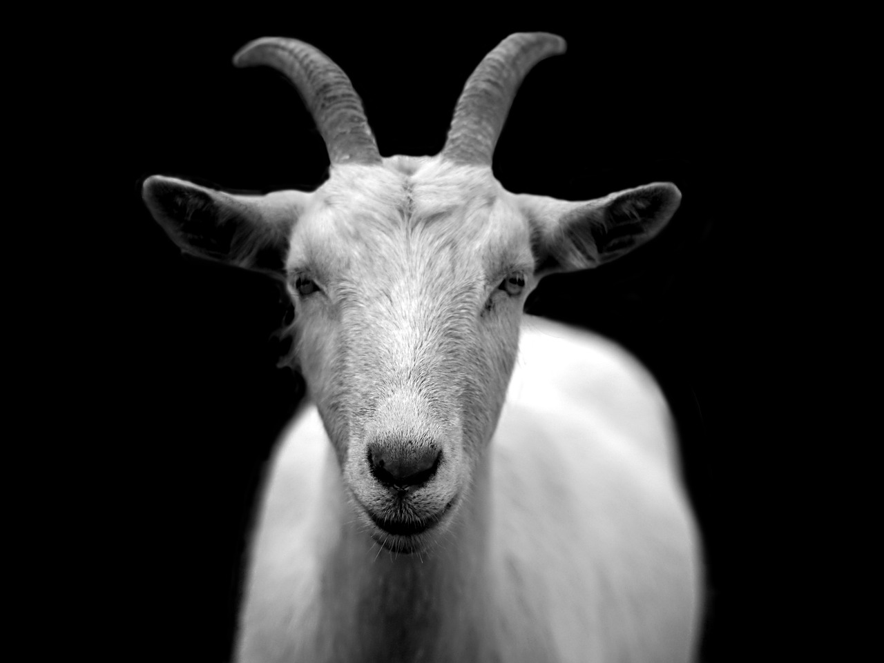 Image - goat animal horns black and white