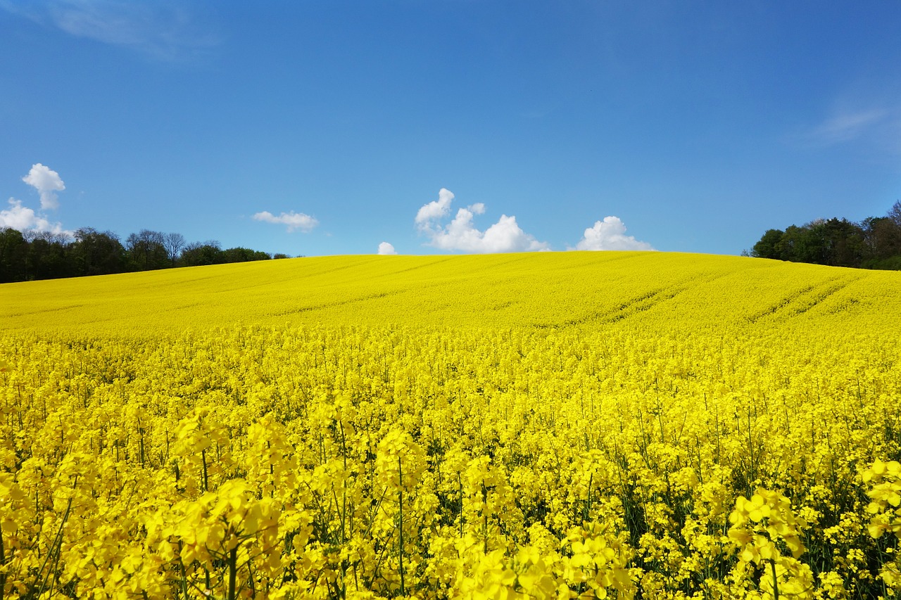 Image - rape blossom field of rapeseeds