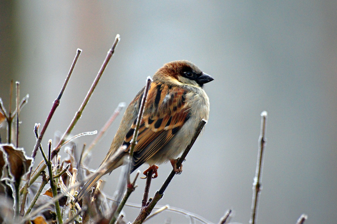 Image - sparrow bird animal nature