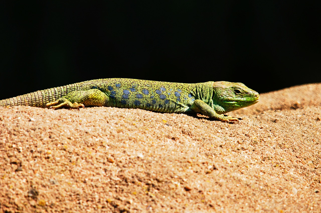 Image - emerald lizard lizard animals