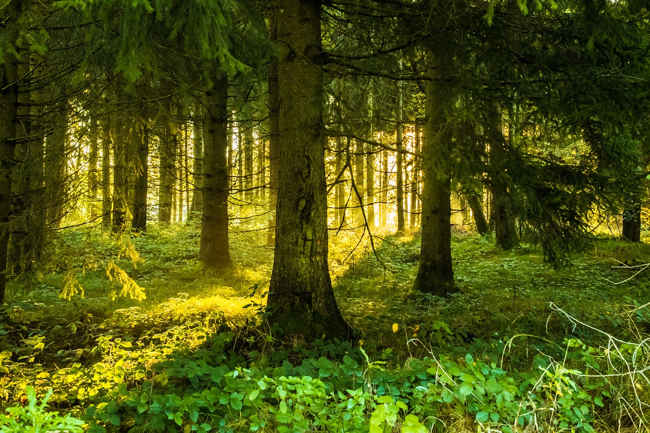 Image - trees forest lighting sunrise