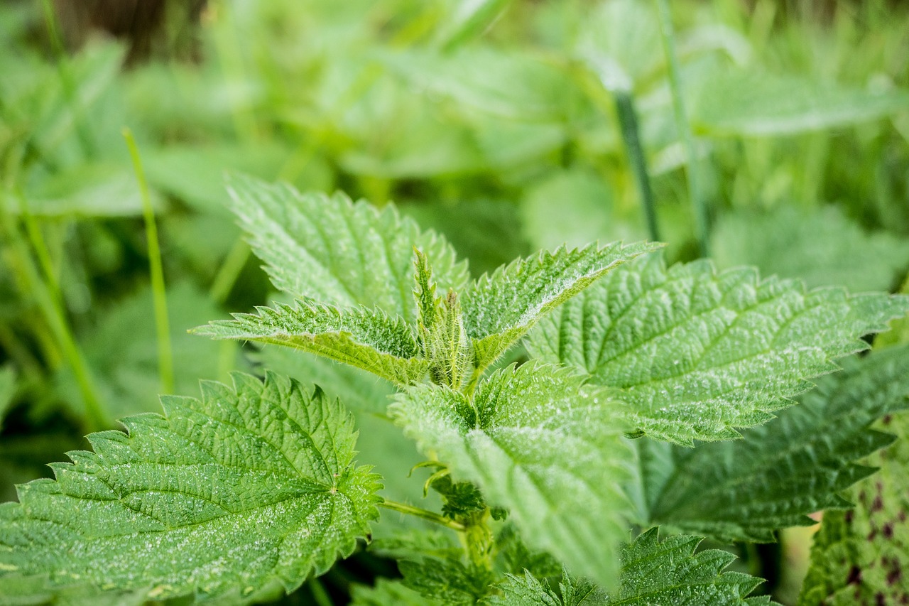 Image - stinging nettle green pus nettle