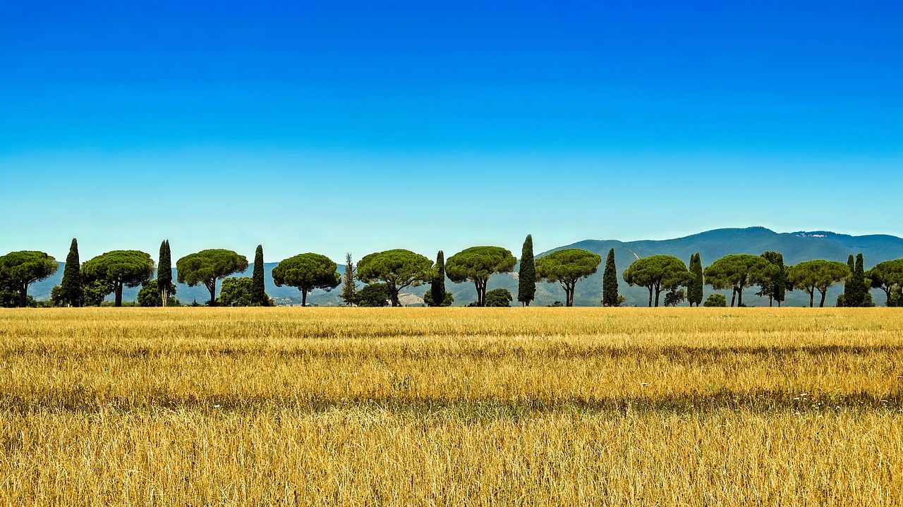 Image - tuscany cypress italy pine avenue