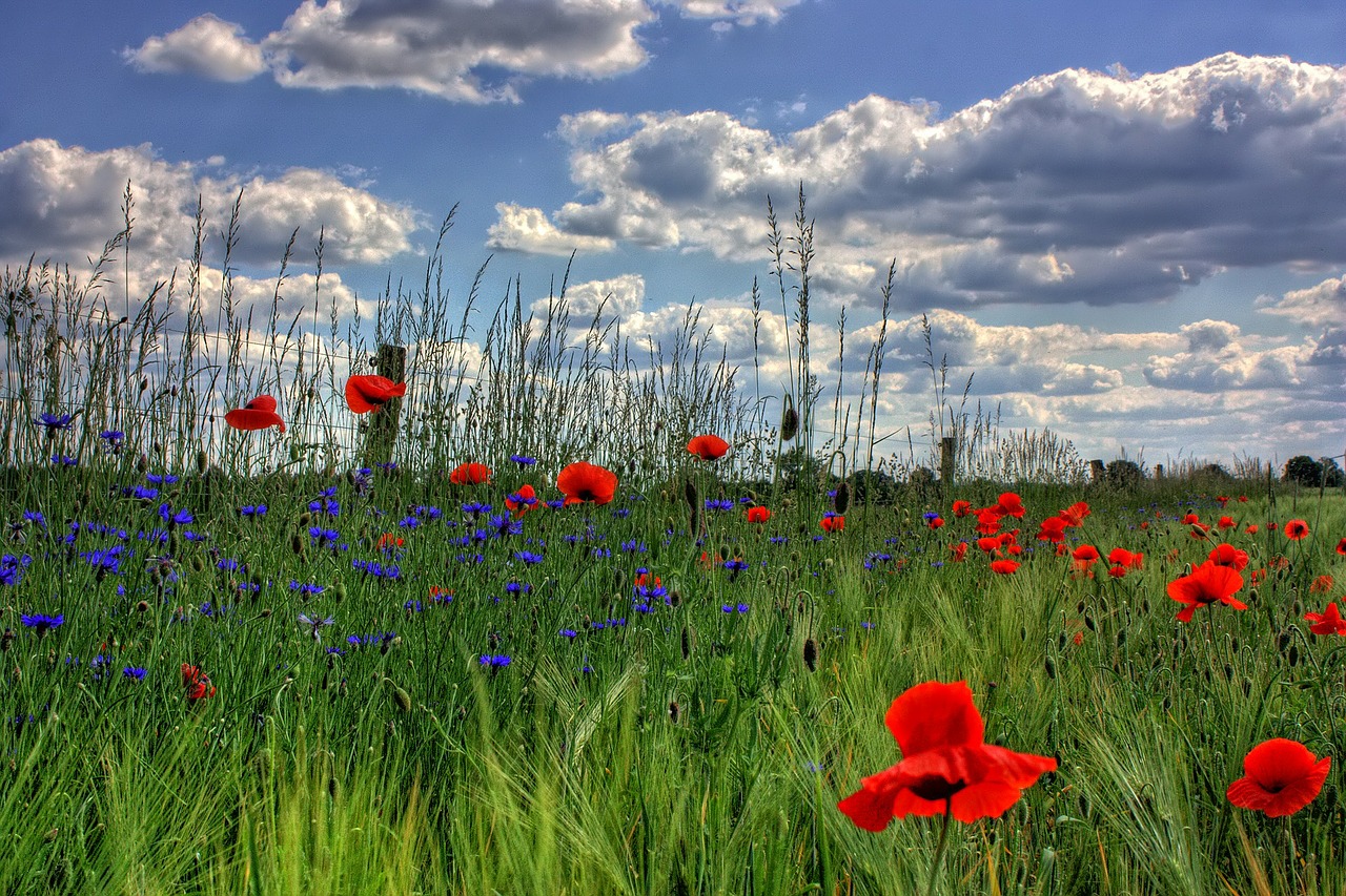 Image - brandenburg germany nature poppy