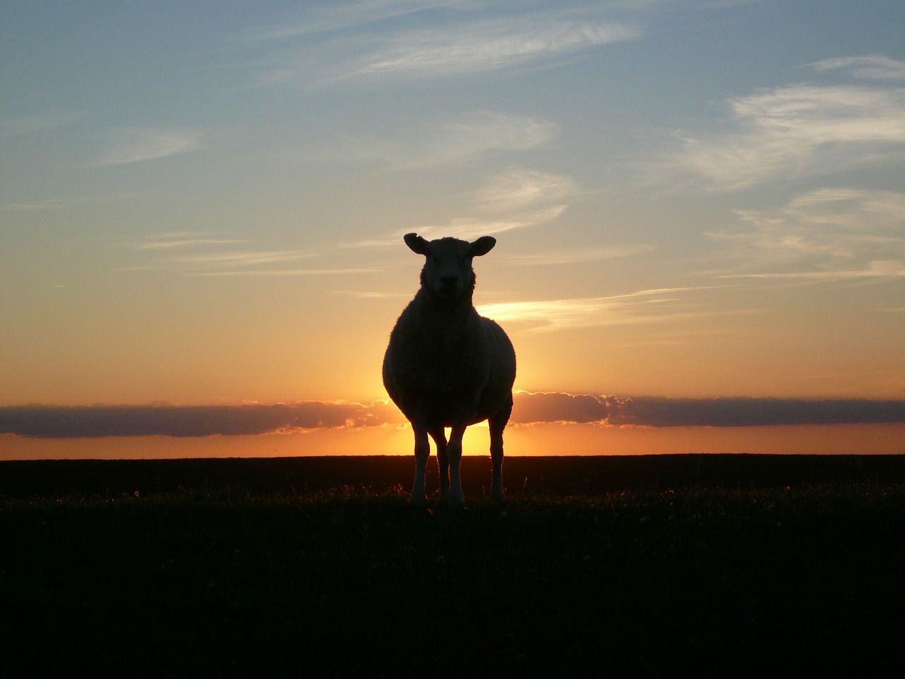 Image - sunset sheep dike nordfriesland