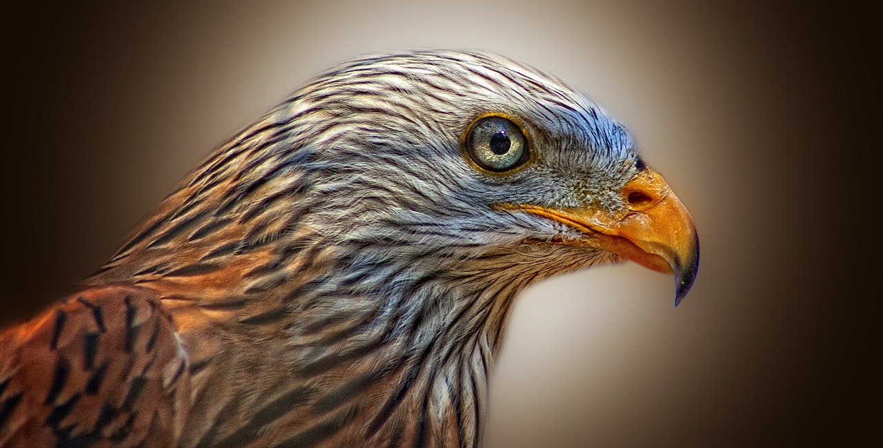 Image - red kite bird of prey milan raptor