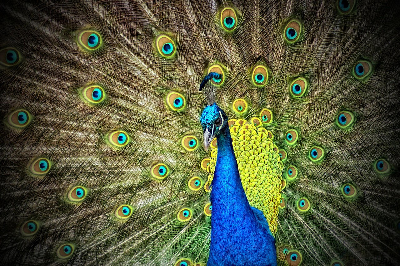 Image - peacock animal iridescent