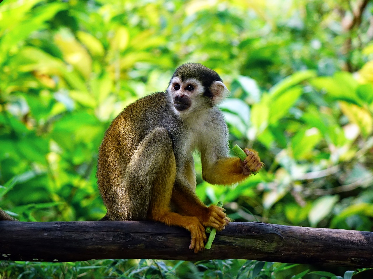 Image - squirrel monkey monkey climb