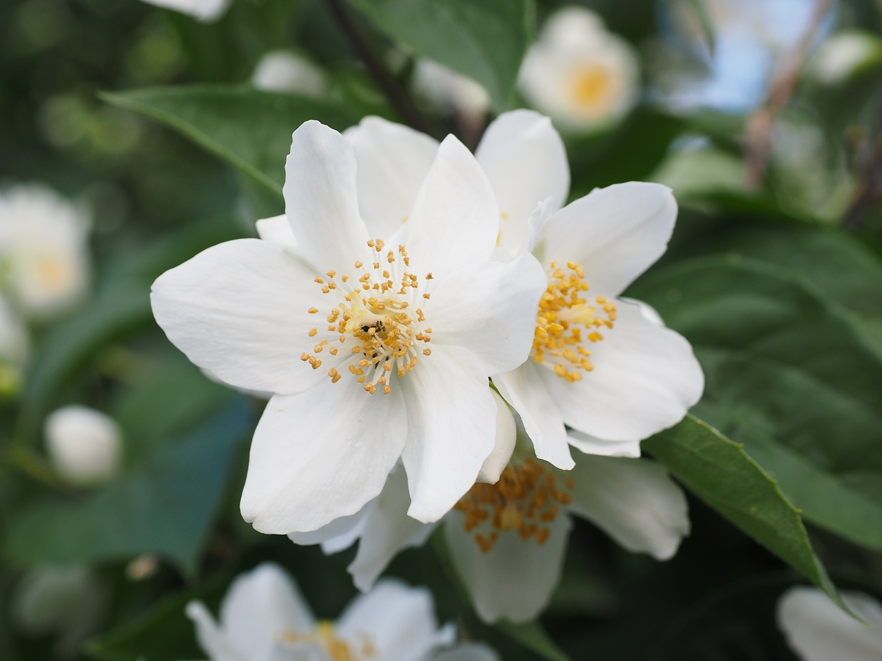 Image - mock orange jasmin flowers white