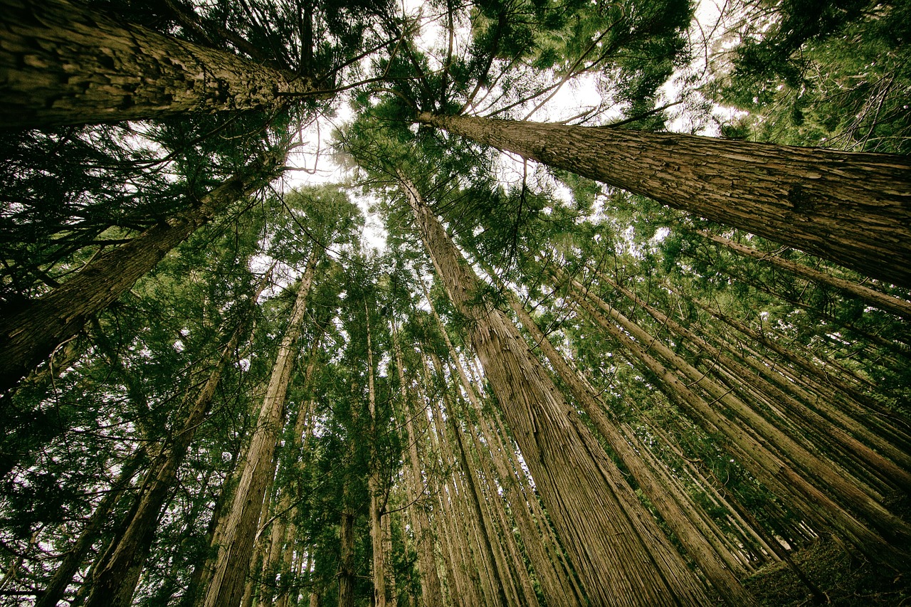 Image - forest perspective tall high up