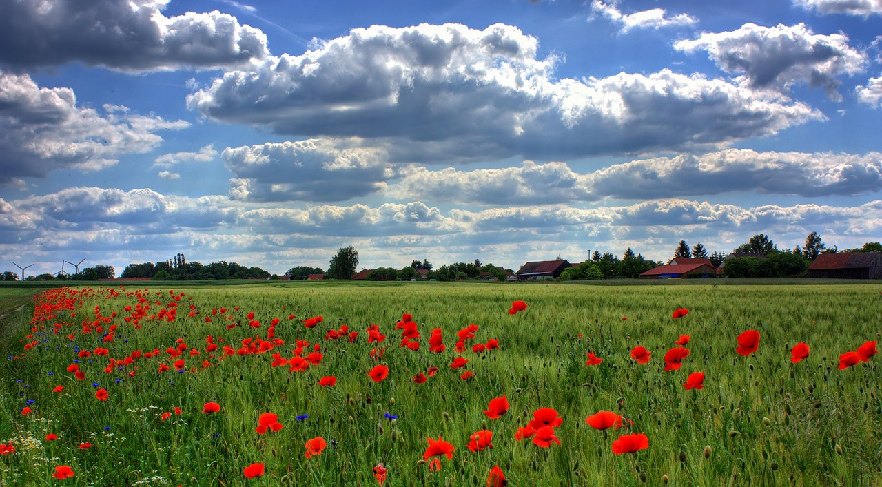 Image - field of poppies brandenburg nature