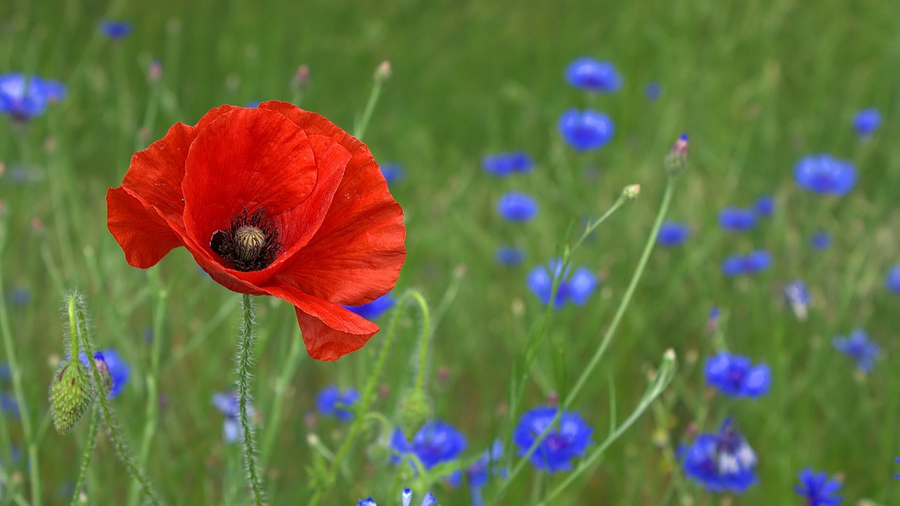 Image - poppy blossom bloom nature field