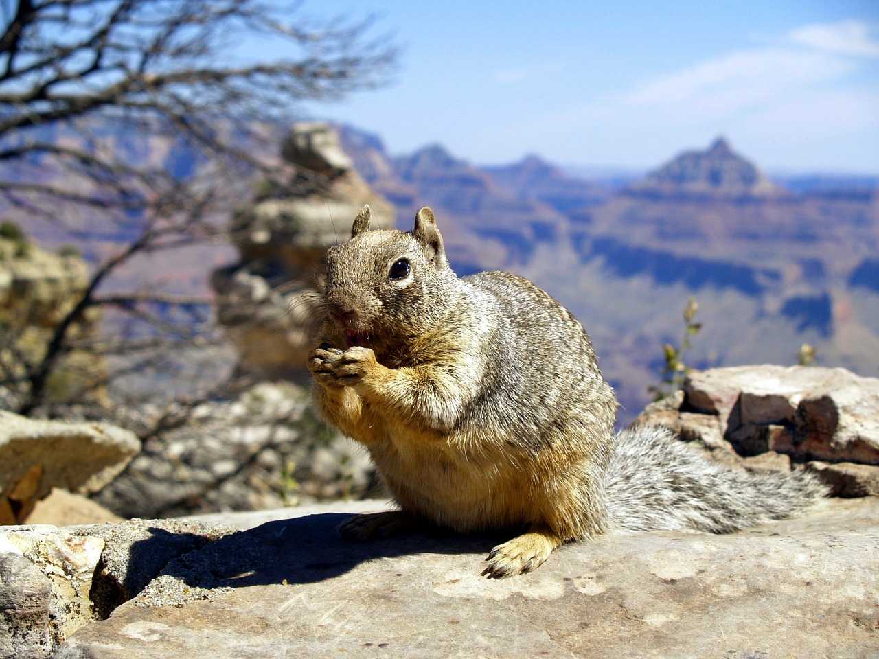 Image - squirrel eating grand canyon animal