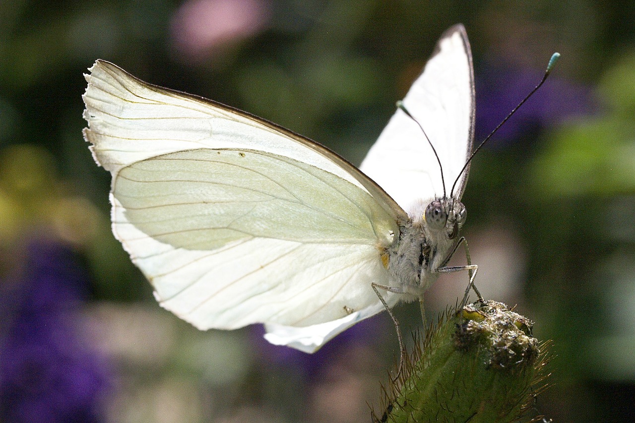 Image - butterfly white nature flower