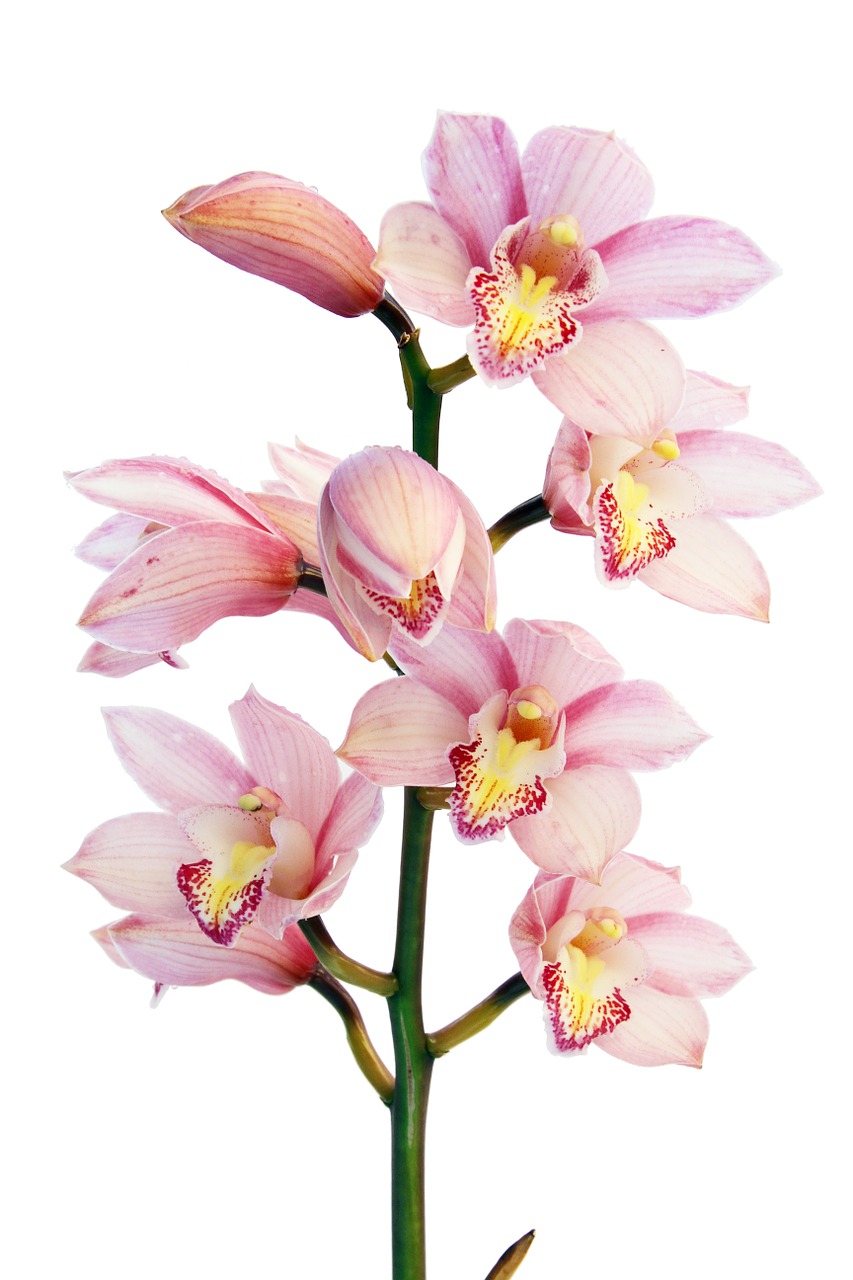 Image - orchid flowers plant pink bloom