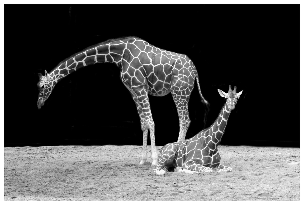 Image - giraffe neck animal black and white