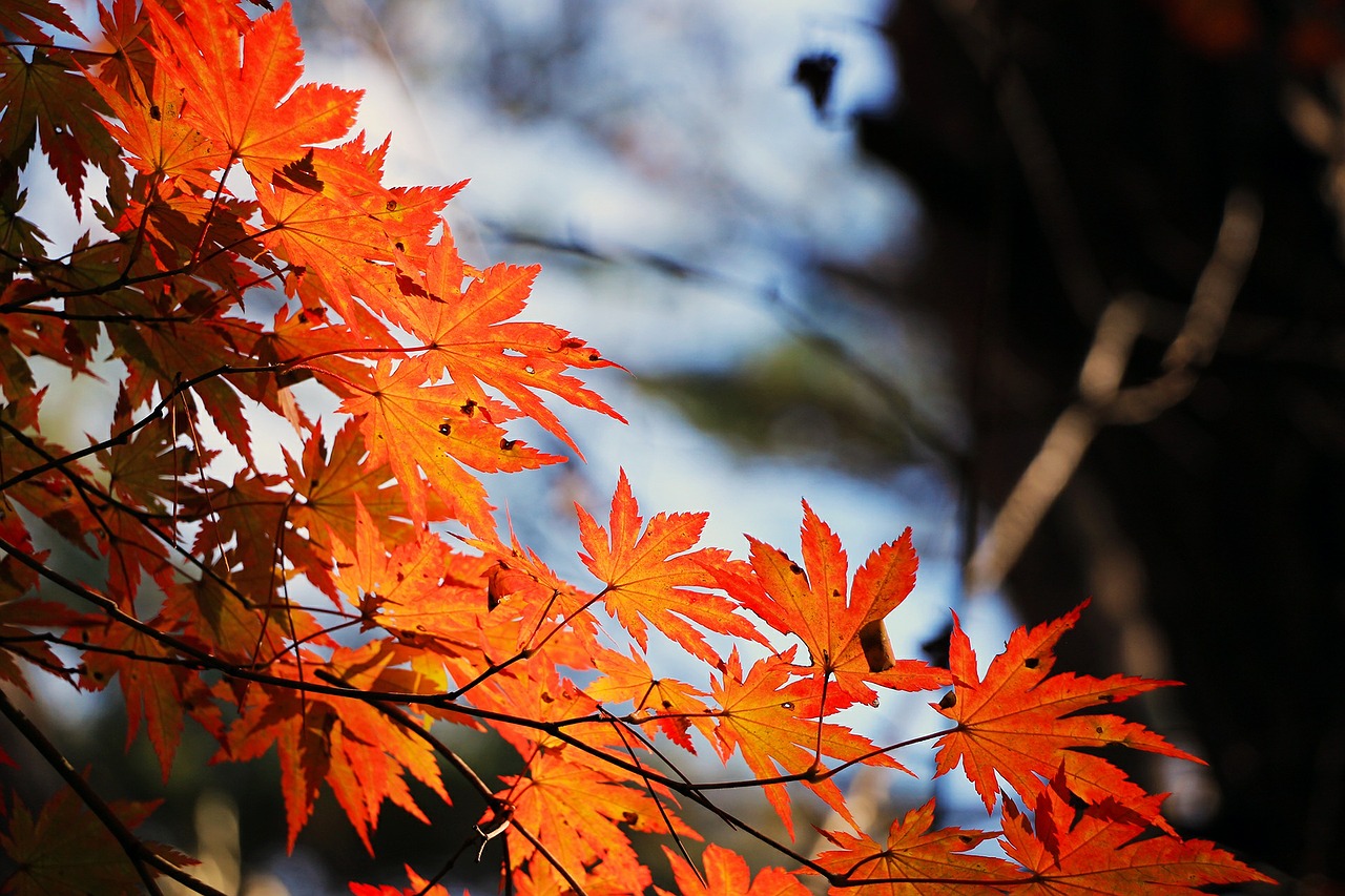 Image - red maple leaf autumn autumn leaves