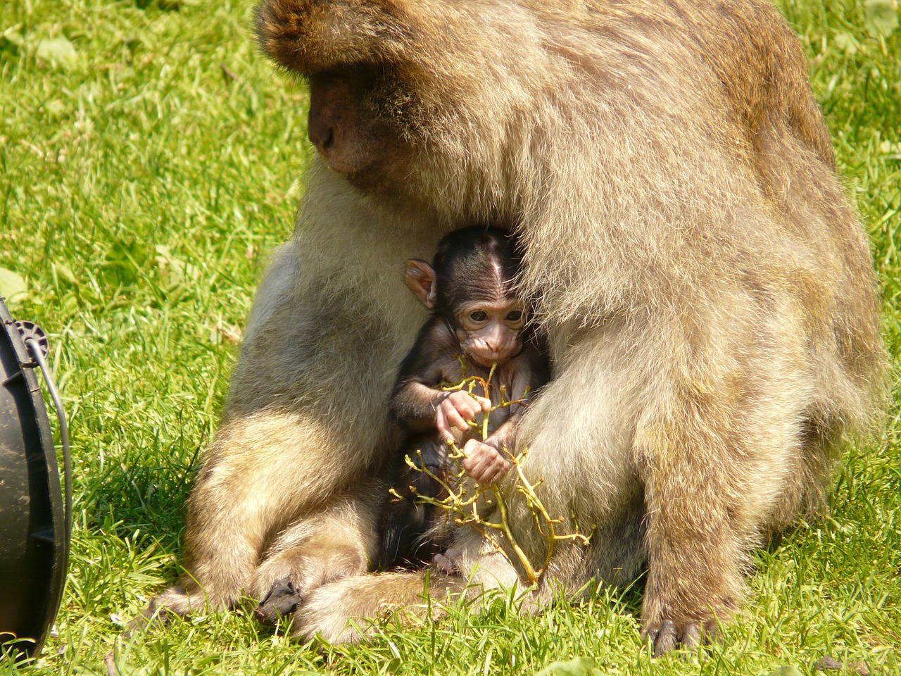 Image - monkey family monkey baby ape