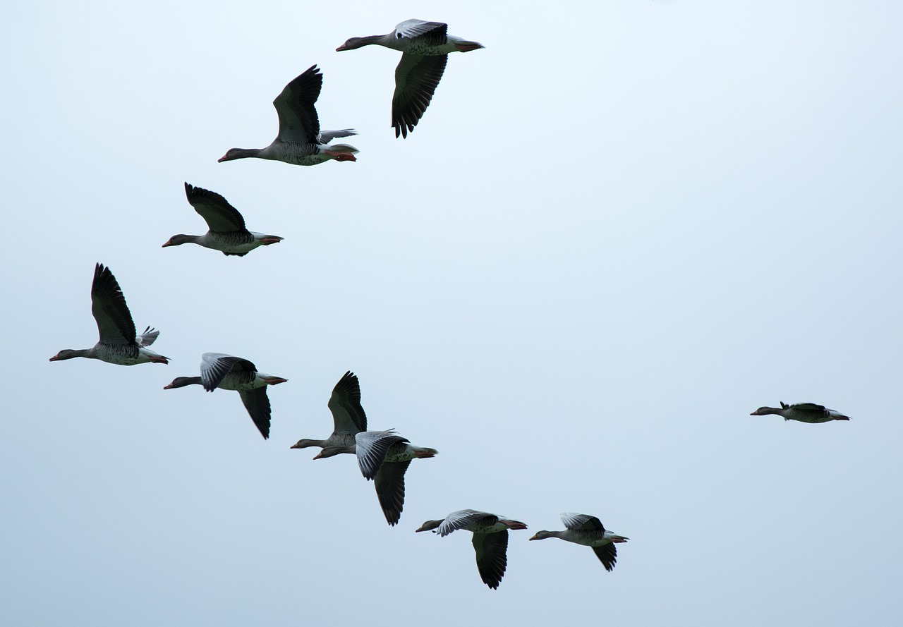 Image - formation migratory birds geese