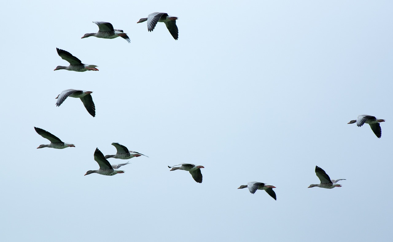 Image - flock of birds swarm migratory birds