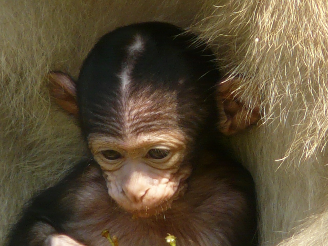 Image - monkey baby monkey mountain monkey