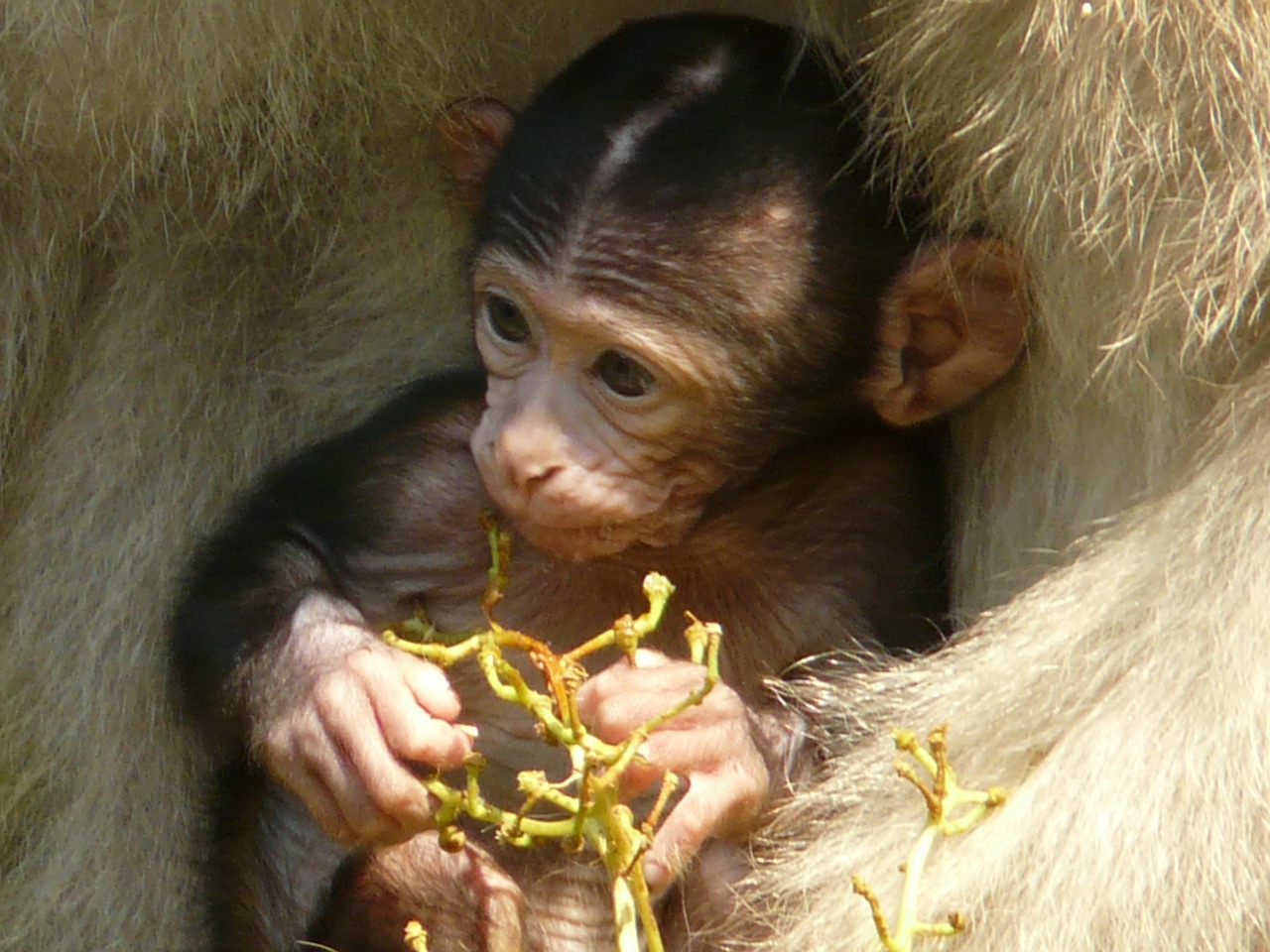 Image - monkey baby monkey mountain monkey