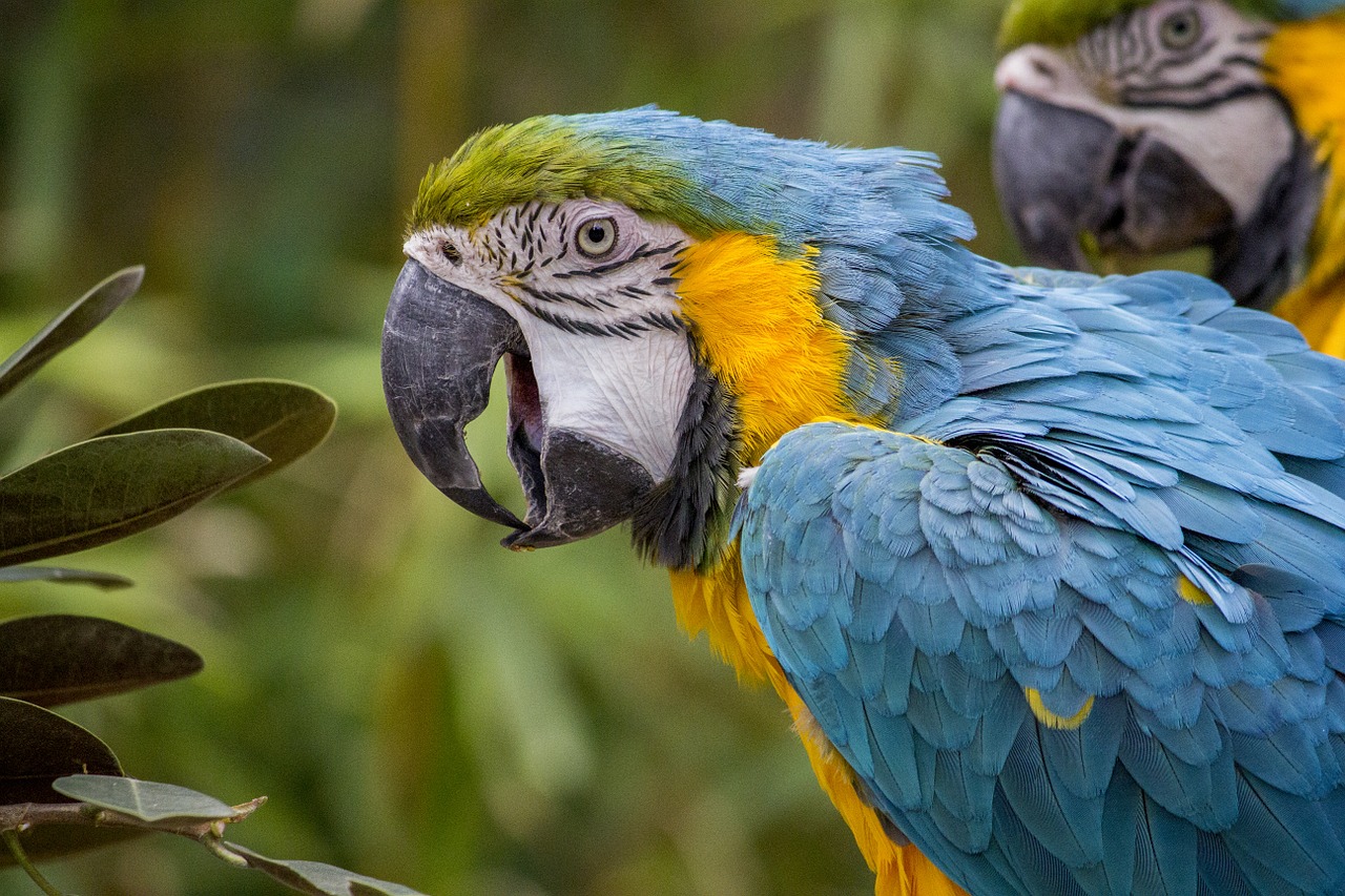 Image - macaw parrot tropical bird color