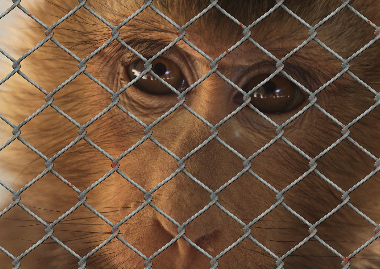 Image - monkey sad animal world fence