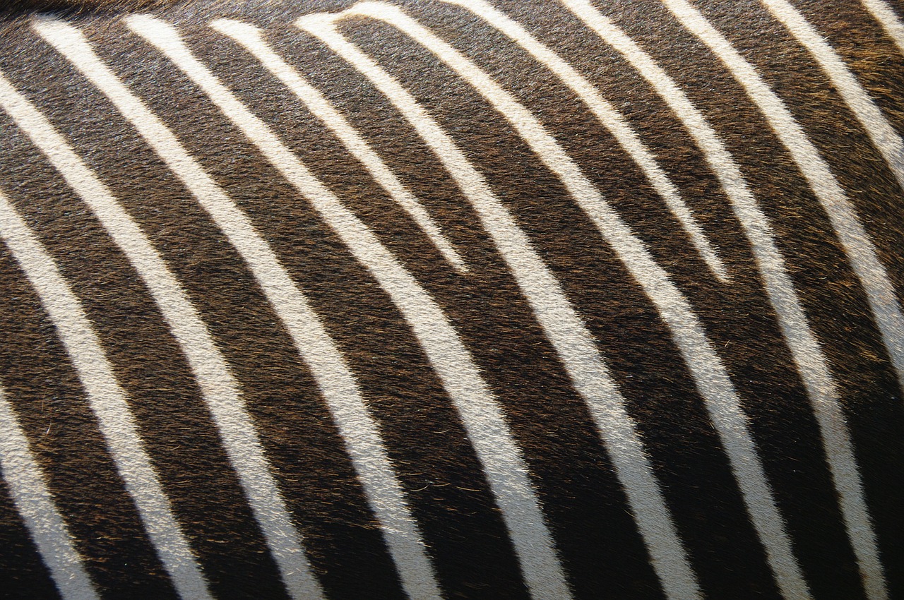 Image - zebra texture nature stripes