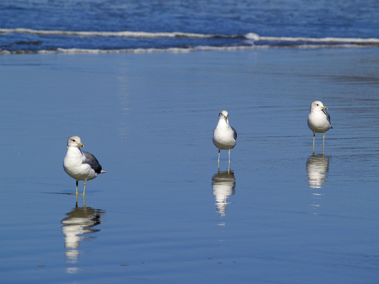 Image - seagulls beach water ocean pacific