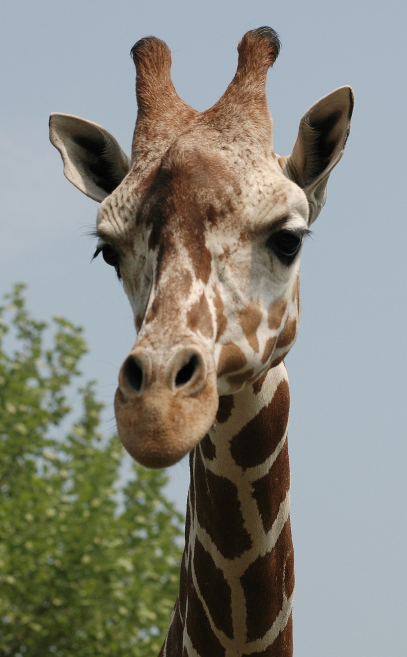 Image - giraffe head bear animal wildlife