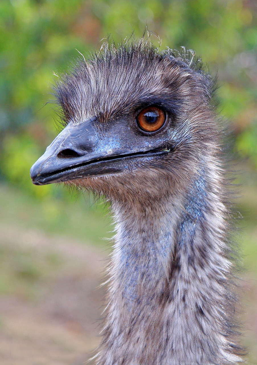 Image - emu australia western australia