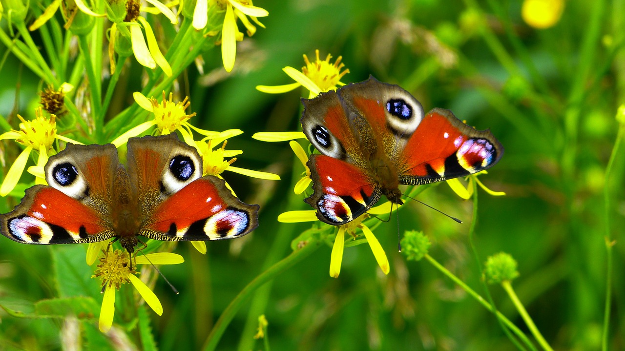 Image - inachis io butterfly