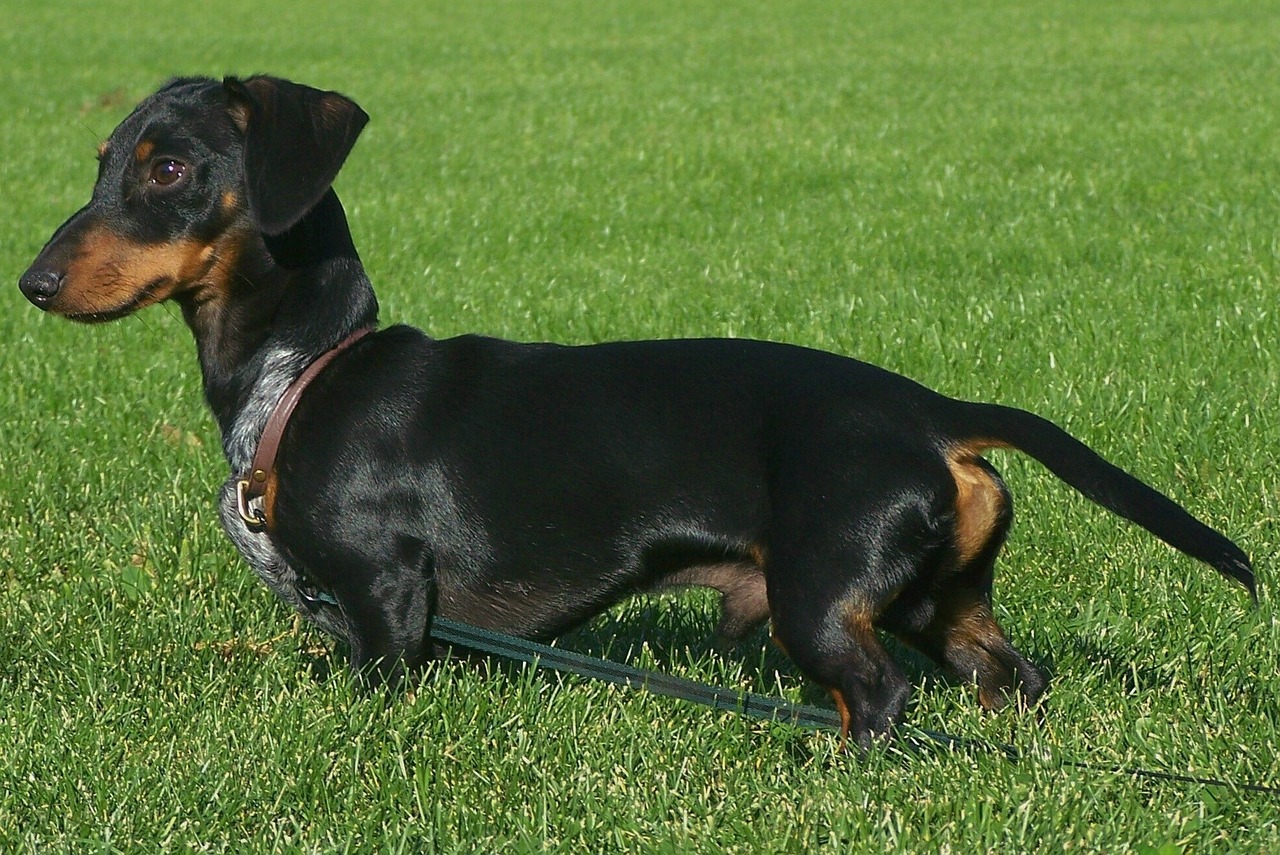 Image - dachshund wiener dog dog doxie pet