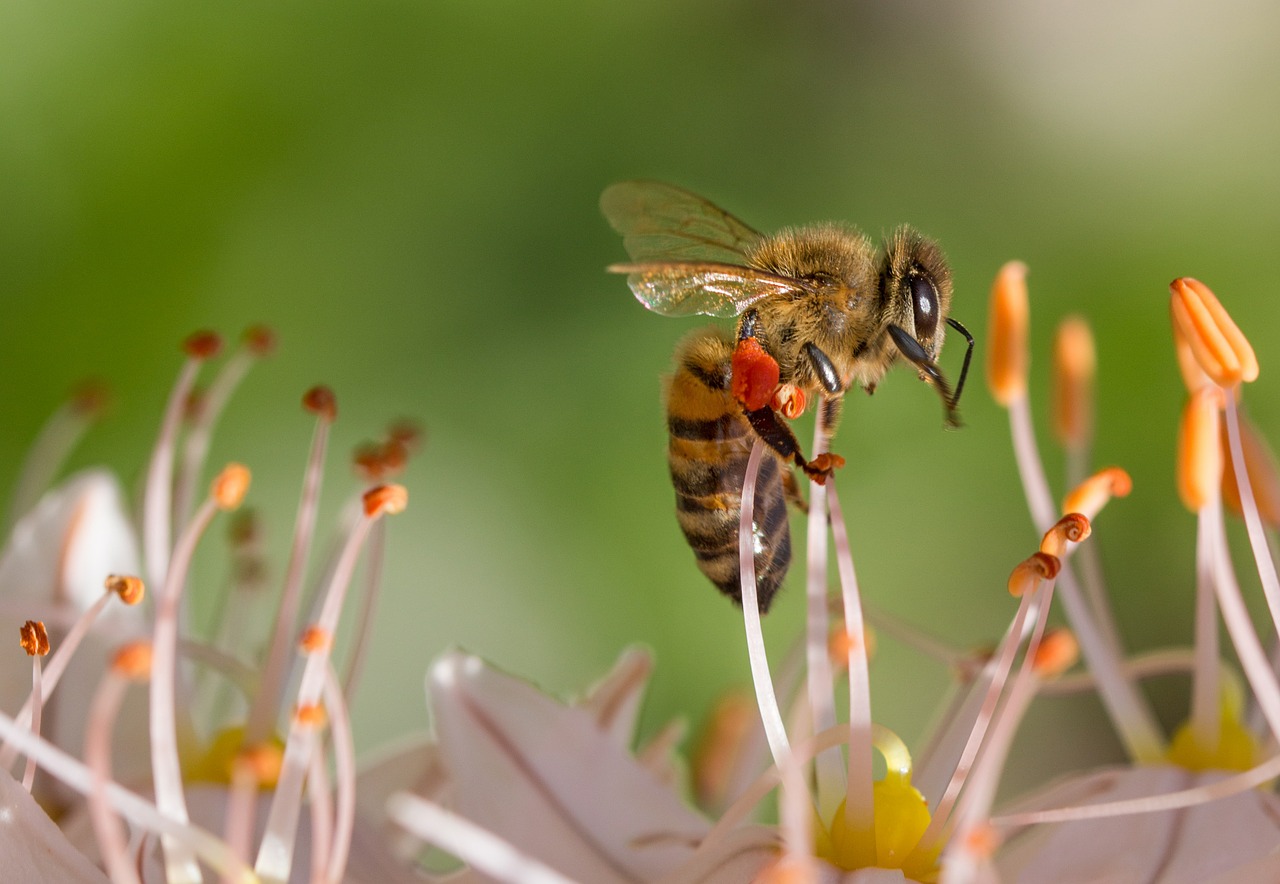 Image - bee spring flower macro nature