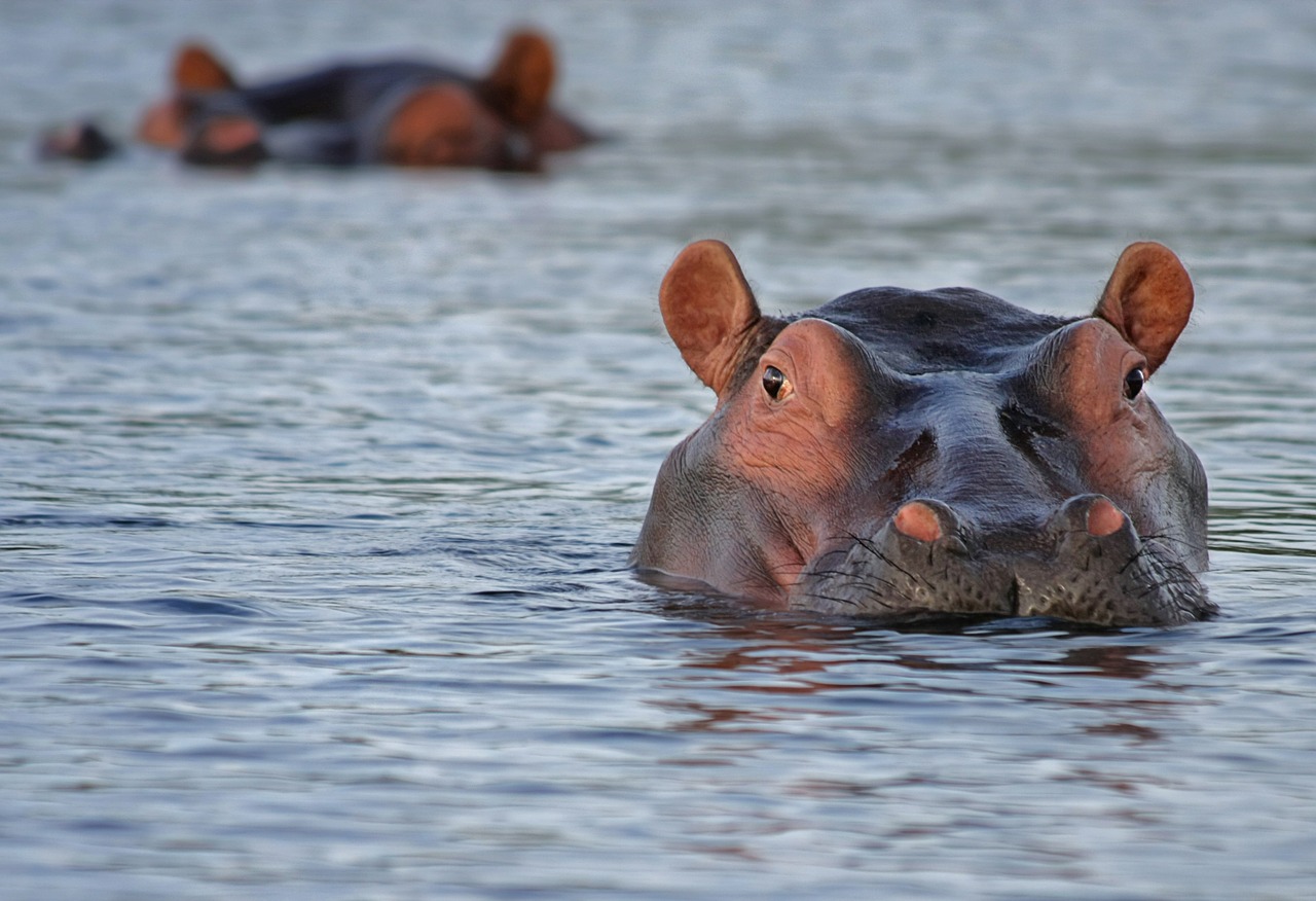 Image - hippo hippopotamus animal look