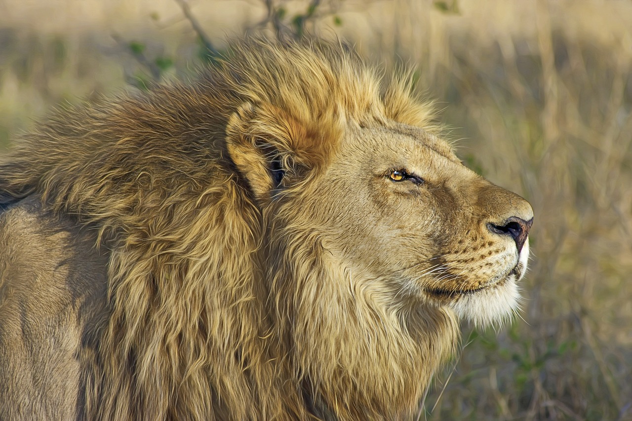 Image - lion big cat predator safari