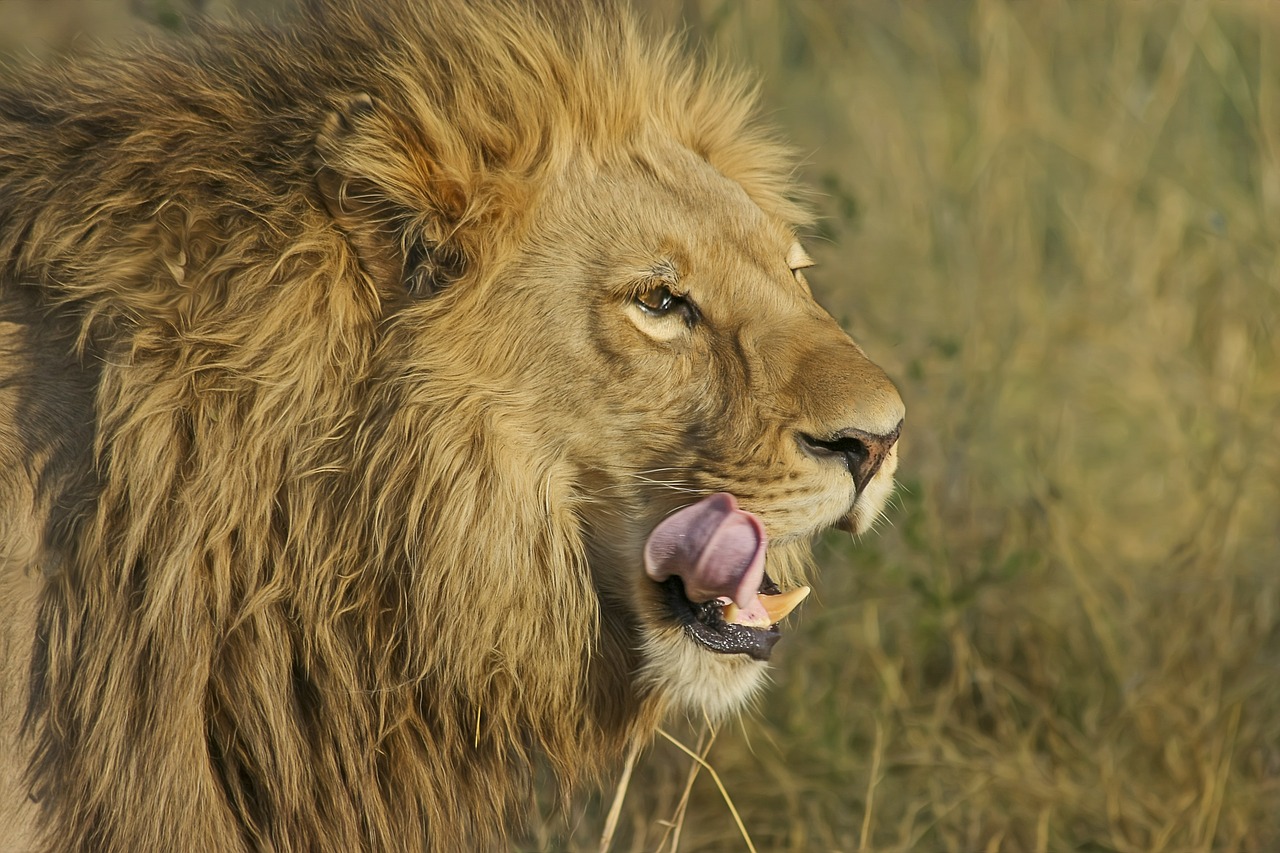 Image - lion predator big cat safari