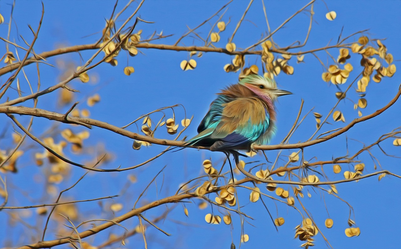 Image - bird songbird cute close animal