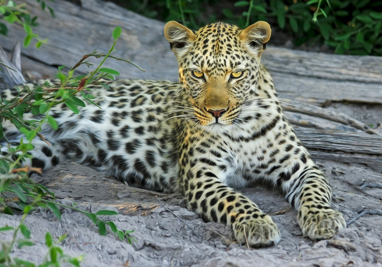 Image - leopard cat big cat wildcat