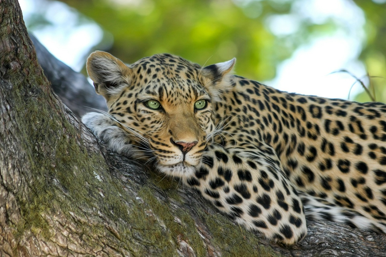 Image - leopard wildcat big cat botswana