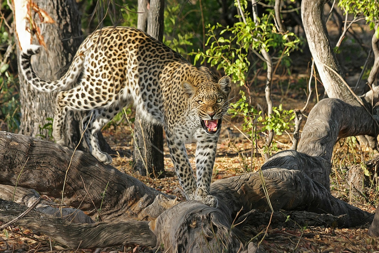 Image - leopard wildcat big cat botswana