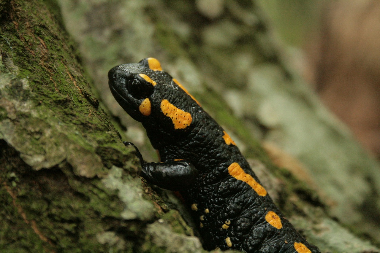 Image - fire salamander salamander amphibian