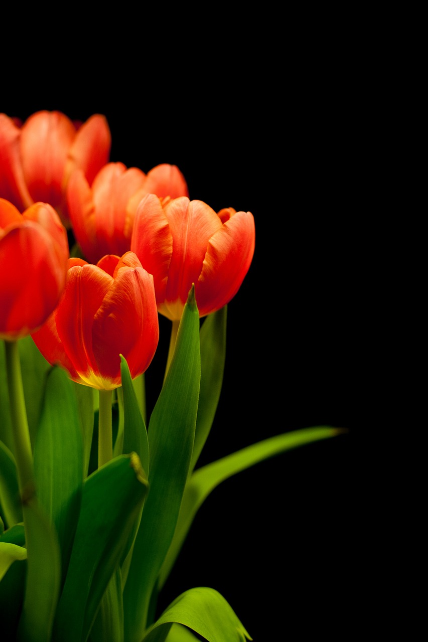 Image - tulips tulip bouquet flowers