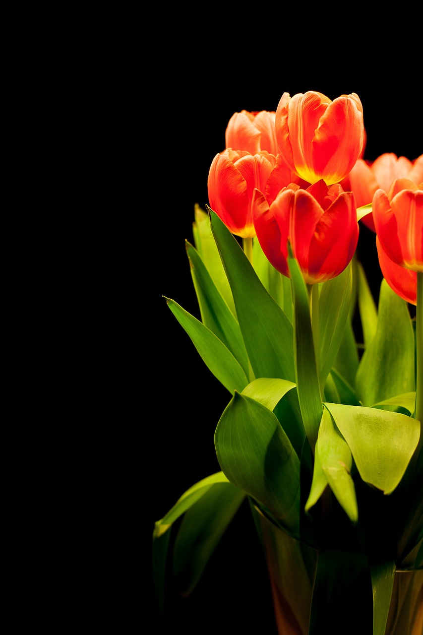 Image - tulips tulip bouquet flowers