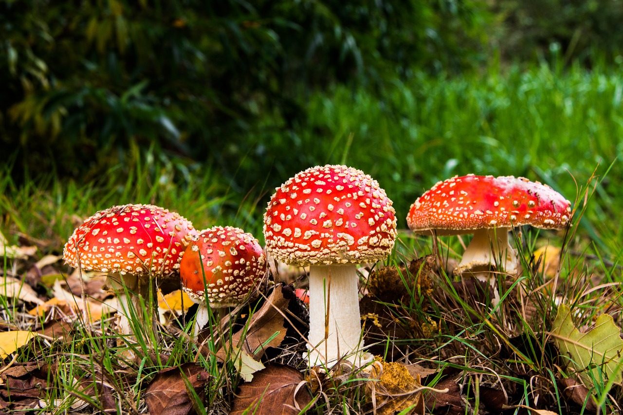 Image - matryoshka red fly agaric mushroom