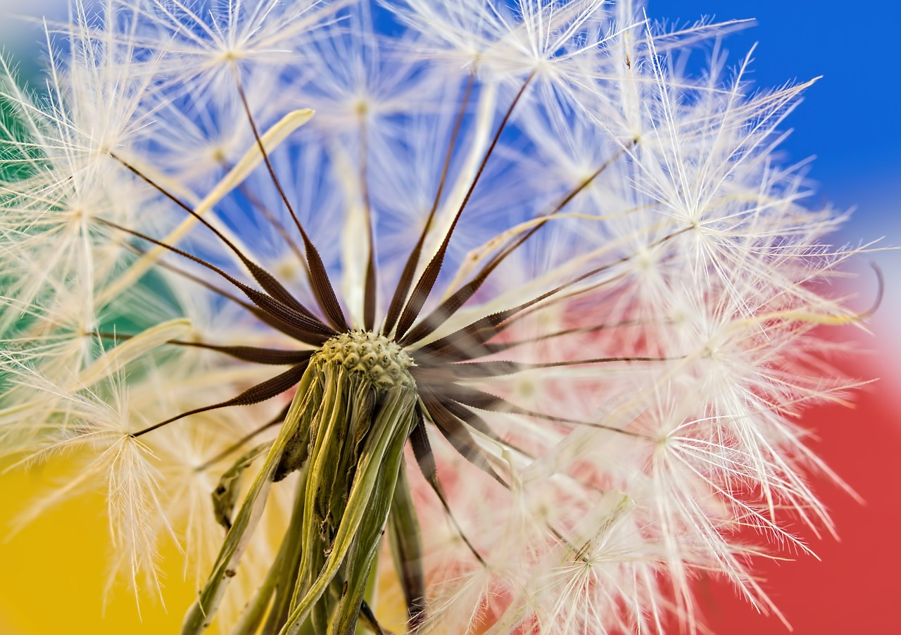 Image - dandelion wild flower plant nature