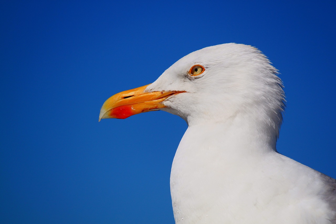 Image - seagull bird animal water bird